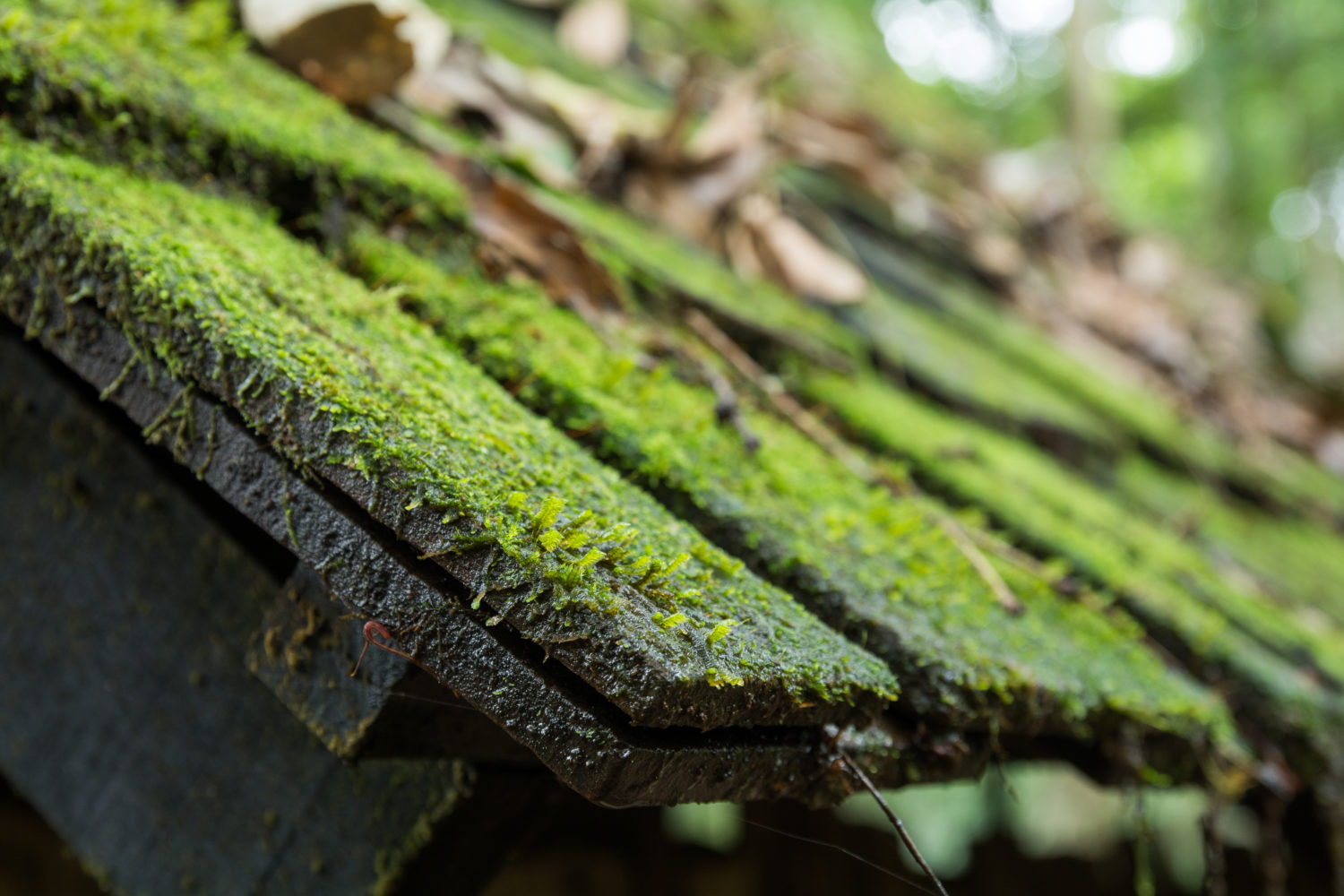 What To Do About Roof Algae - Werner Roofing - Grand Haven