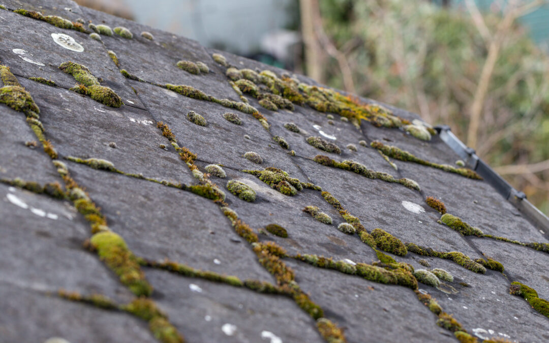 A Guide To Removing Algae From Roofs